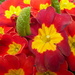 primula close up by speedwell