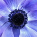 Blue Swirl by gaf005