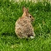 The Easter Bunny? by photogypsy