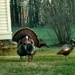 Mr Tom turkey with his girls