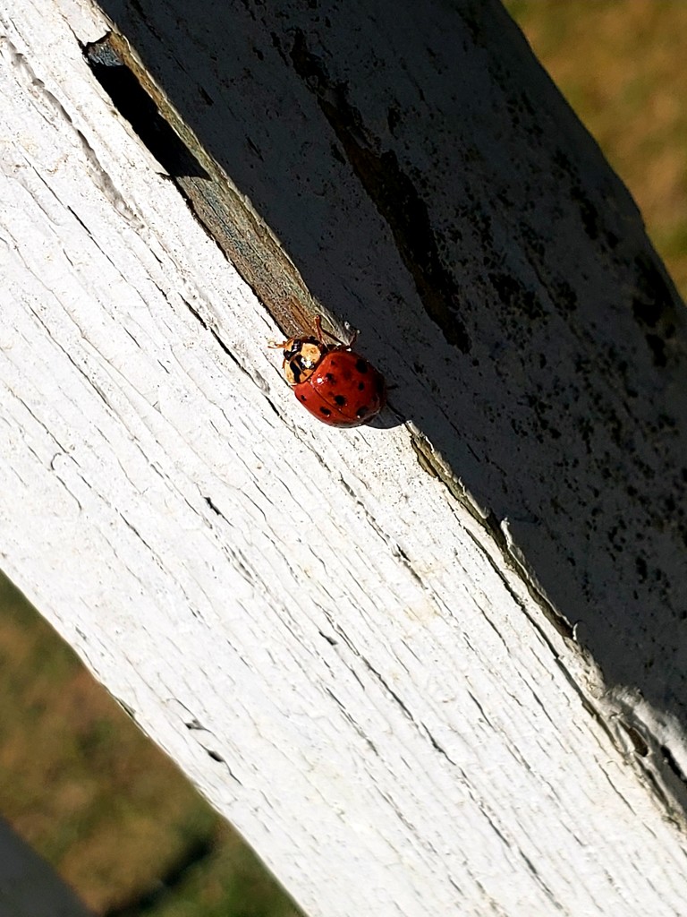 Caught a lil cutie on camera today  by owensaf08