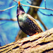 Starling in the Oak Tree by mzzhope
