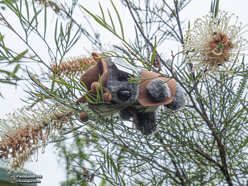 hide and seek by koalagardens