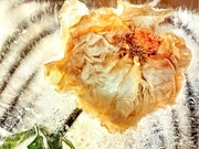 12th Apr 2020 - Decayed Rose 