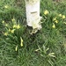 Wild daffodils.... by anne2013