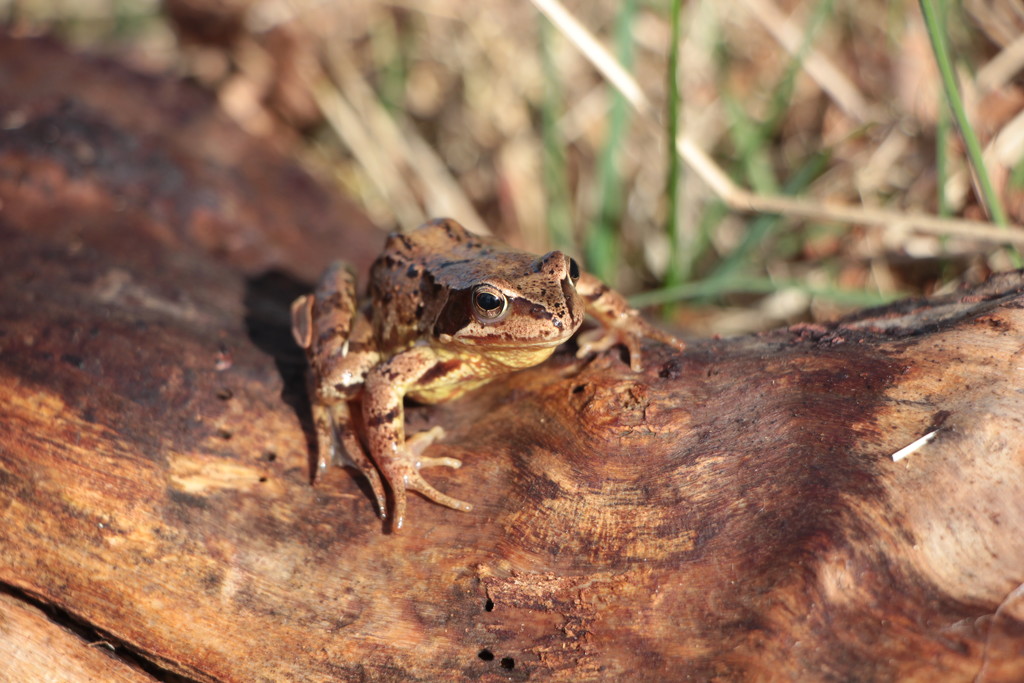 Well hello there, Mr Frog! by jamibann