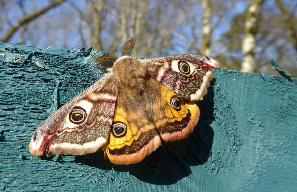 Emperor moth by steveandkerry