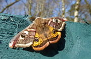 12th Apr 2020 - Emperor moth