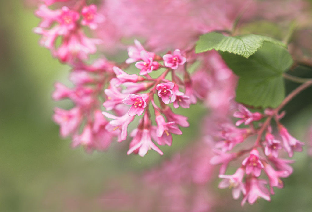 Flowering red currant by inthecloud5