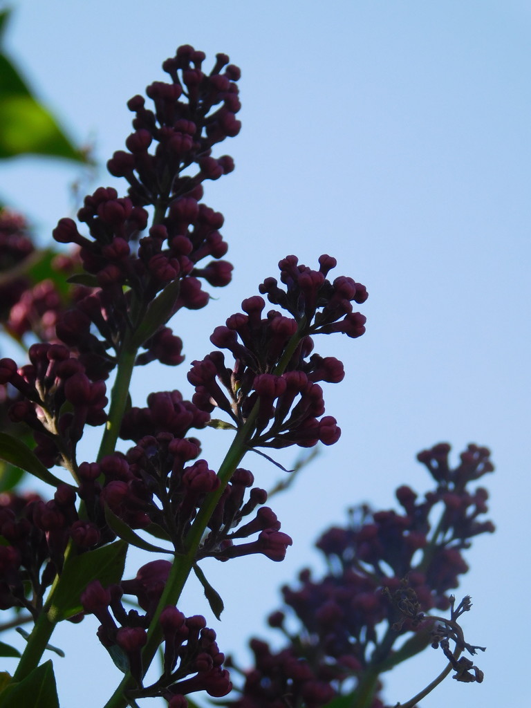I love Lilac season by 365anne