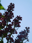 12th Apr 2020 - I love Lilac season