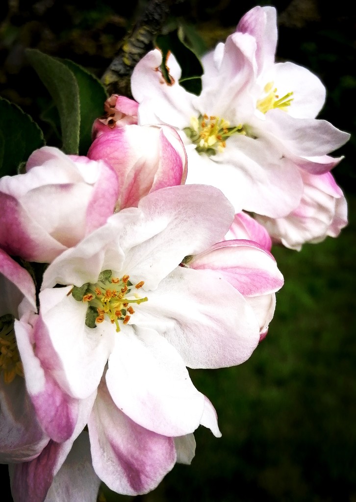 Apple blossom  by flowerfairyann