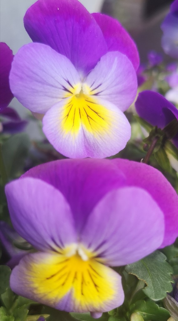 Violas ~violet  by plainjaneandnononsense