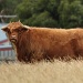Emo cow - Phillip Island  by lbmcshutter