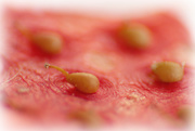 12th Apr 2020 - Strawberry seeds