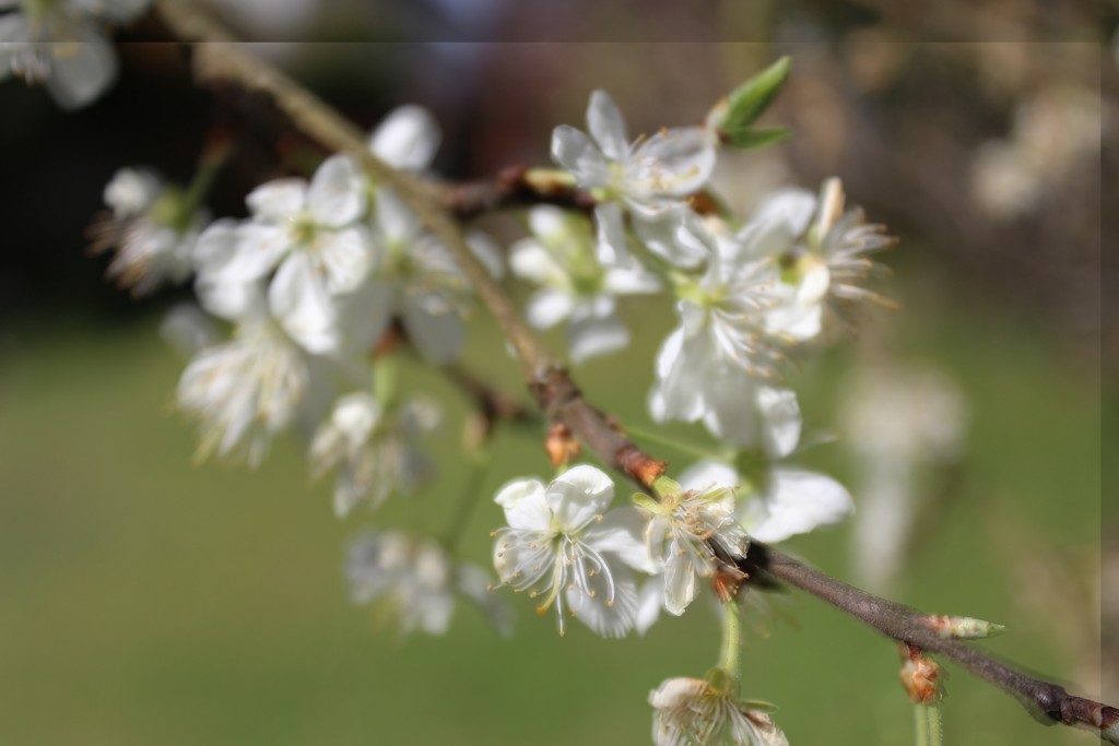 7th April Orton plum blossom by valpetersen