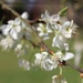 7th April Orton plum blossom by valpetersen