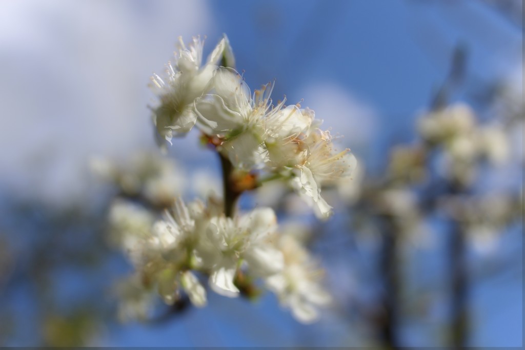 8th April plum blossom by valpetersen