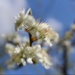 8th April plum blossom by valpetersen