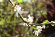 6th Apr 2020 - 6th April Orton plum blossom