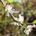 6th April Orton plum blossom by valpetersen