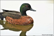 12th Apr 2020 - Does anyone know what type of duck this is?