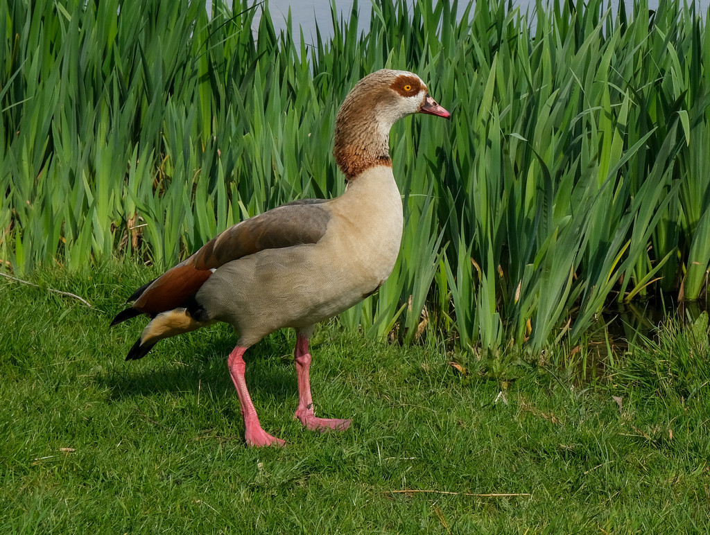 Egyptian Goose by 365nick