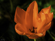 12th Apr 2020 - Red Tulip 