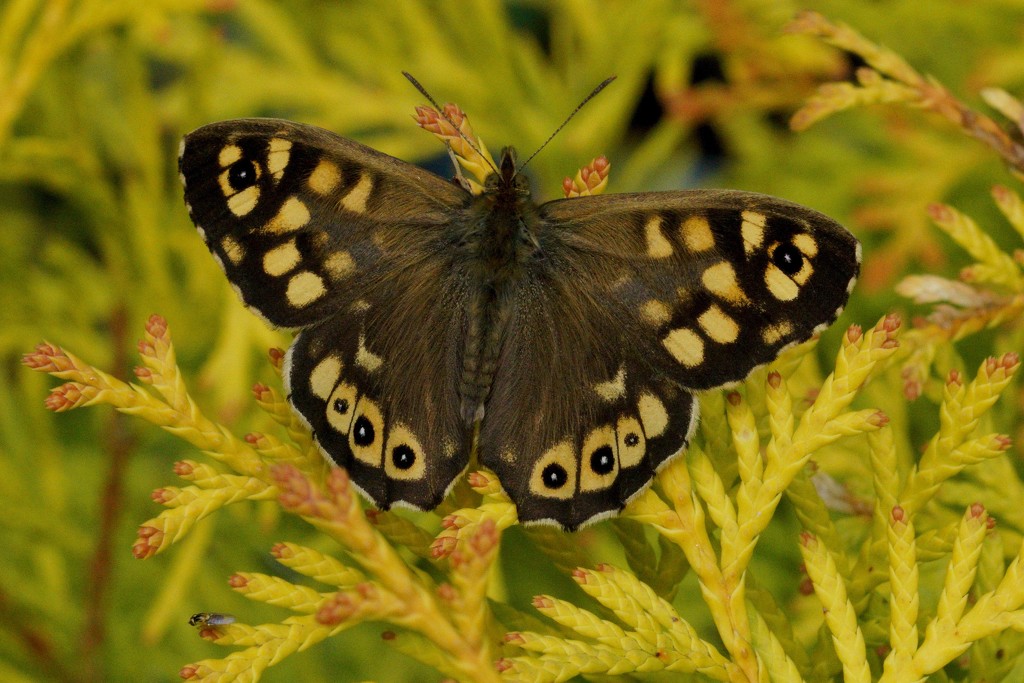 SPECKLED WOOD  by markp