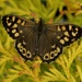 SPECKLED WOOD  by markp