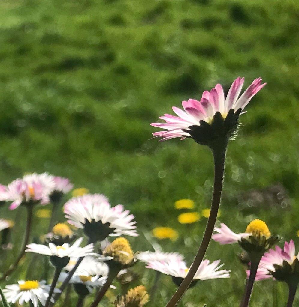 Standing together ...pink daisies  by happypat
