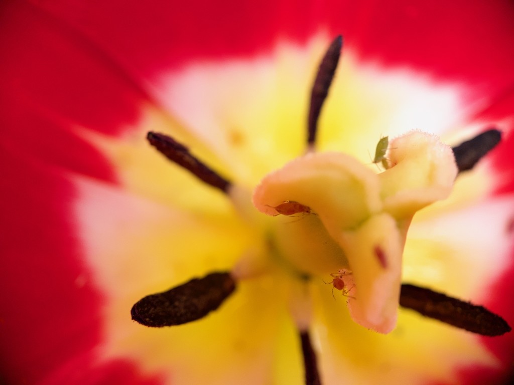 A bugs life inside a tulip! by bizziebeeme