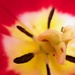 A bugs life inside a tulip! by bizziebeeme