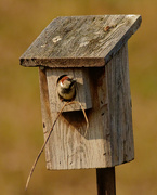 12th Apr 2020 - house sparrow 