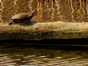 12th Apr 2020 - painted turtle 