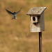 tree swallow by rminer