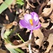 March 7: Purple Crocus by daisymiller