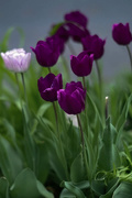 18th Apr 2020 - Purple tulips