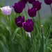 Purple tulips by dawnbjohnson2