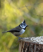 12th Apr 2020 - Crested Tit 