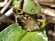 12th Apr 2020 - Speckled Wood