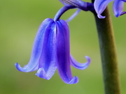 12th Apr 2020 - Bluebell