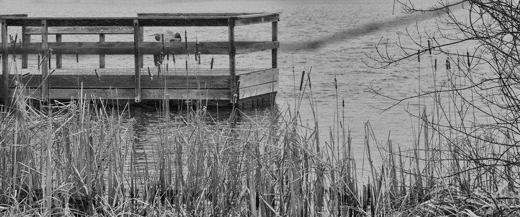Fishing Pier and Heron by tosee