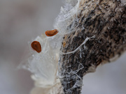 12th Apr 2020 - Milkweed Seeds