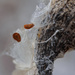 Milkweed Seeds by tosee