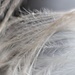 Focus on feathers by kiwinanna