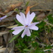 Phlox Flower  by sfeldphotos