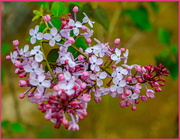 12th Apr 2020 - Spring Tree Blossoms