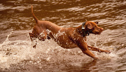 12th Apr 2020 - Doggy on the Water!