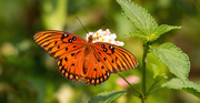 12th Apr 2020 - Gulf Fritillary Butterfly!